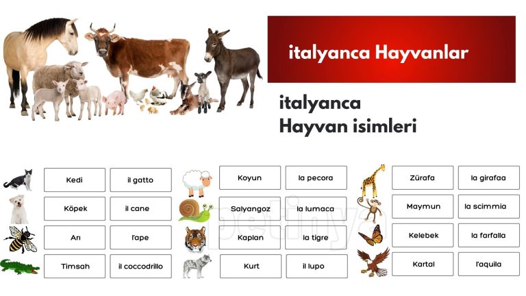 italyanca hayvanlar