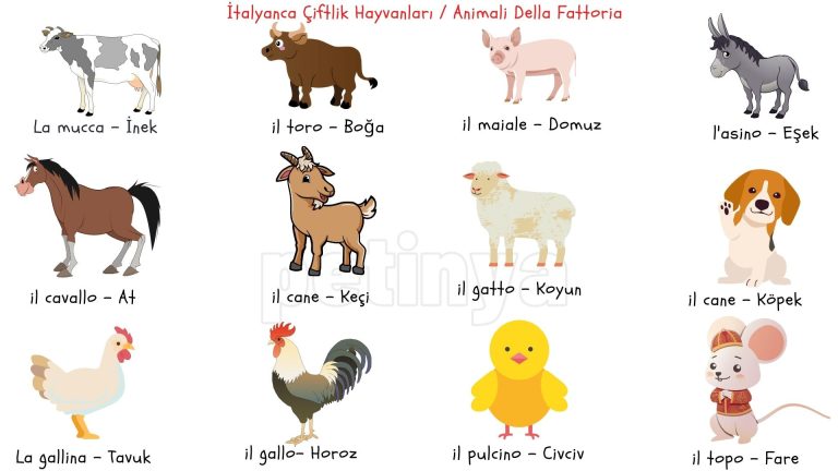 italyanca ciftlik hayvanlari