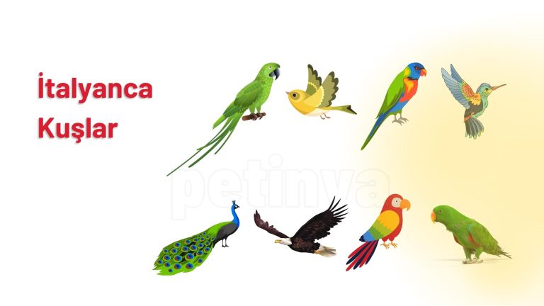 italyanca kuslar