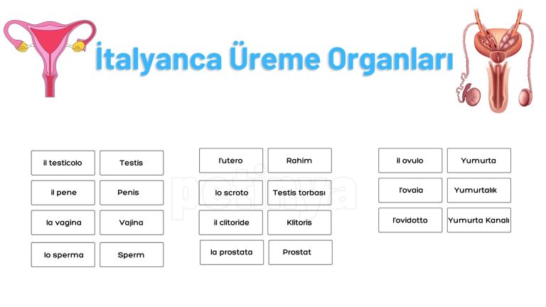 italyanca ureme organlari