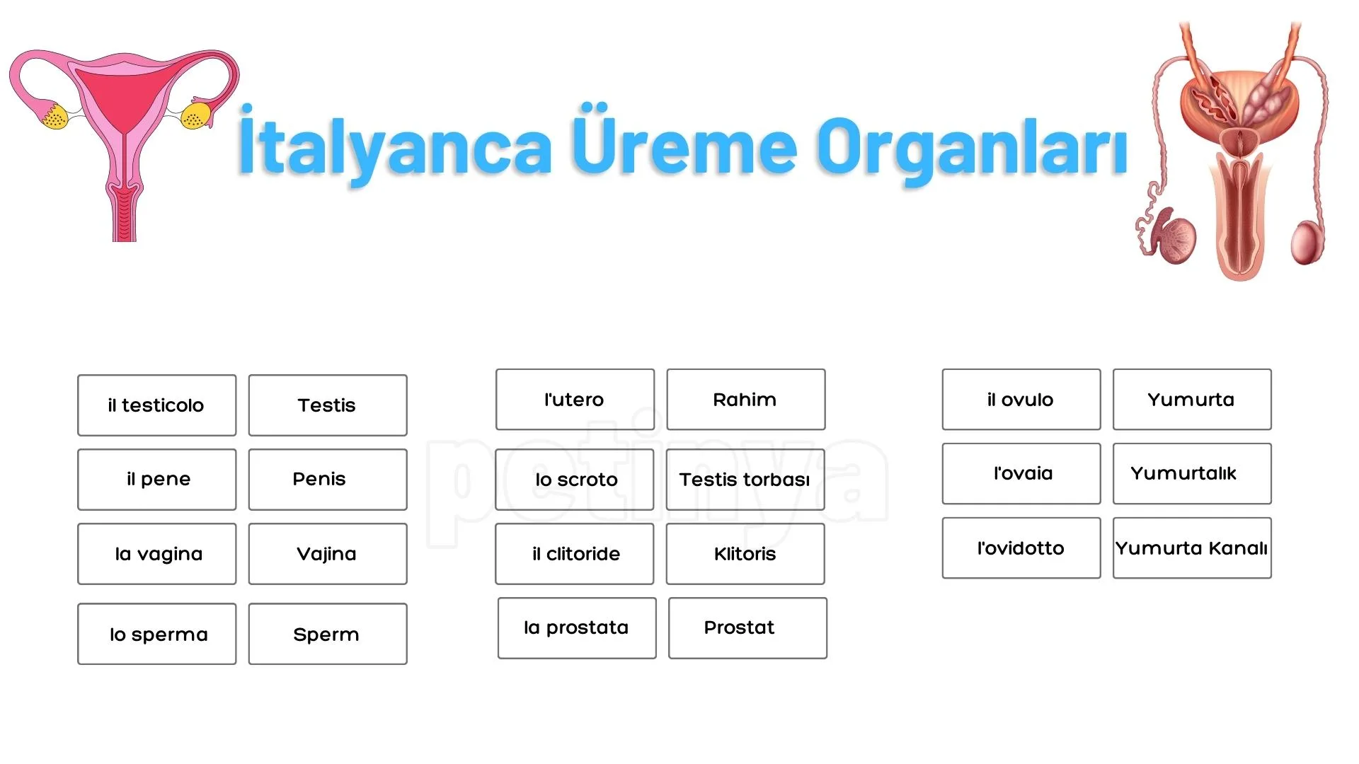 italyanca ureme organlari