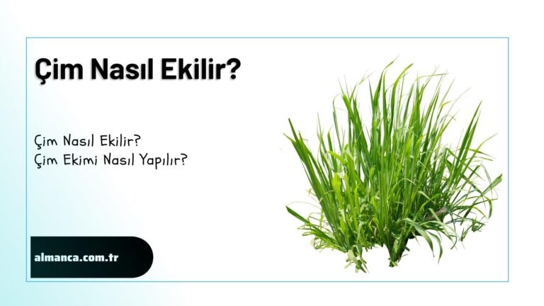 Cim Nasil Ekilir