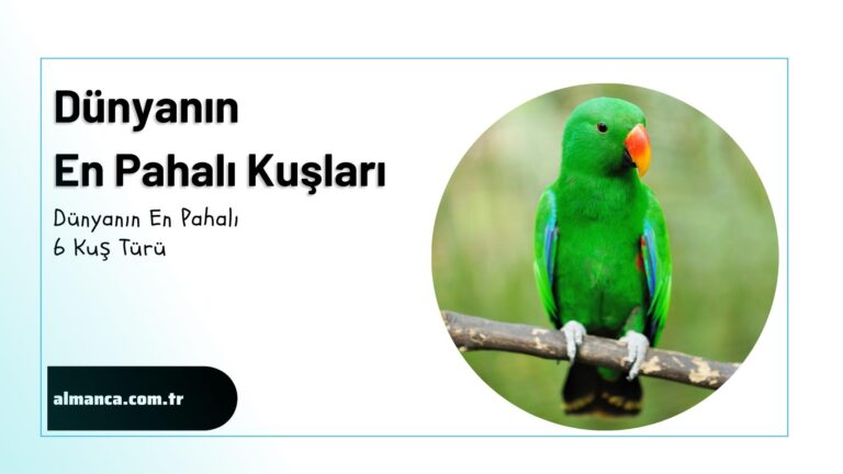 Dunyanin En Pahali Kuslari