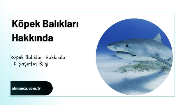kopek baliklari hakkinda ilginc bilgiler