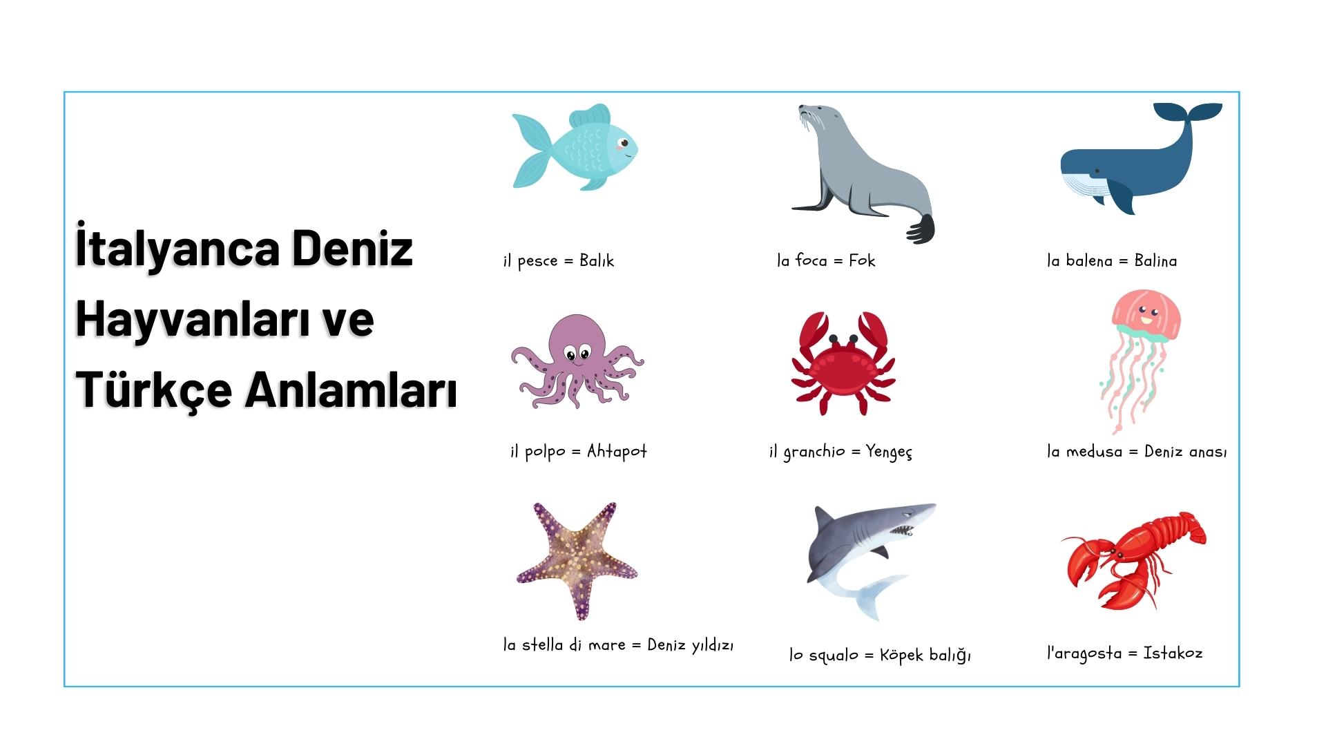 italyanca deniz hayvanlari