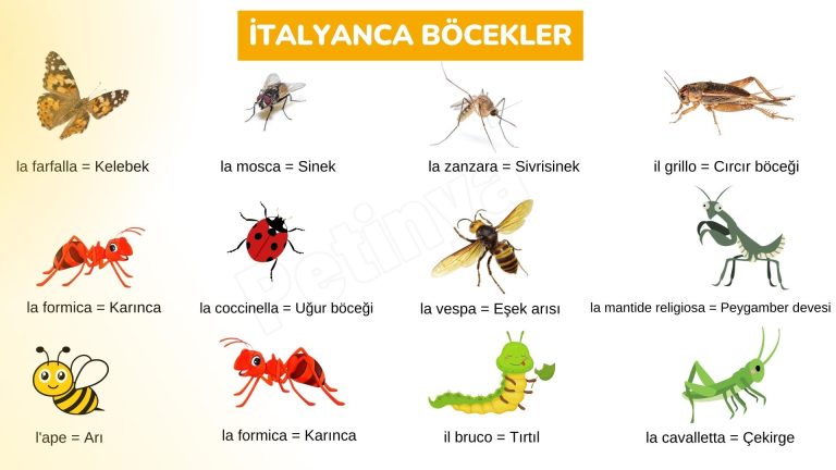 italyanca bocekler