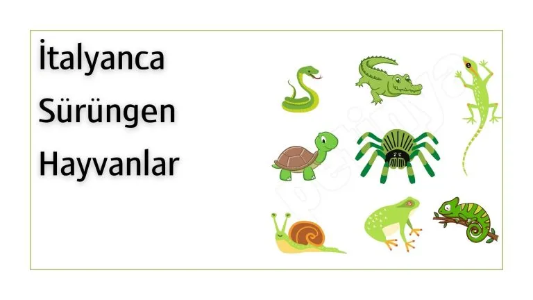 italyanca surungenler