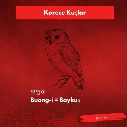 baykus