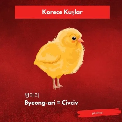 civciv