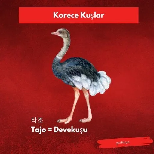 devekusu