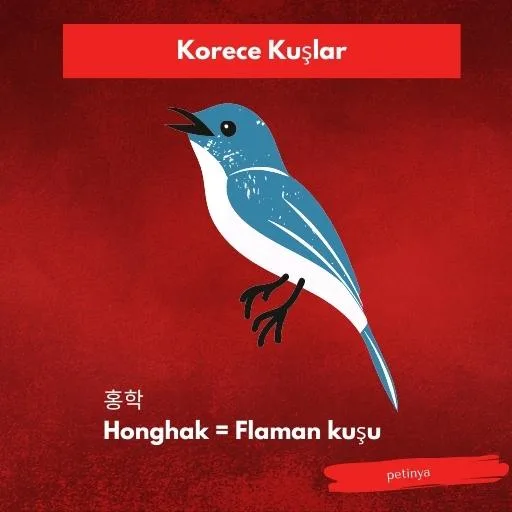 flaman kusu