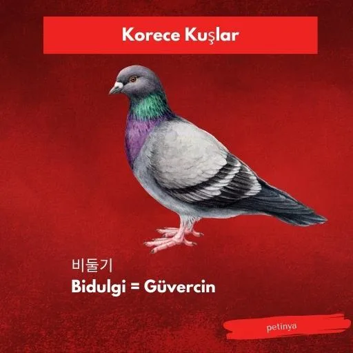 guvercin