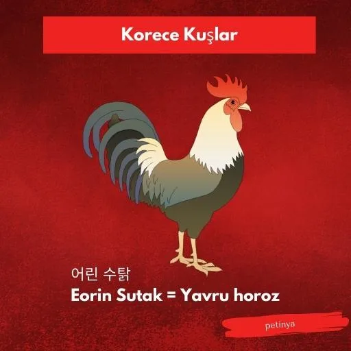 horoz
