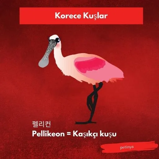 kasikci kusu