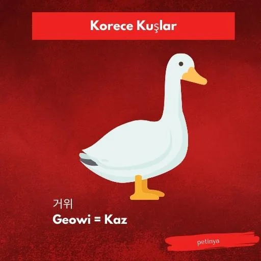 kaz
