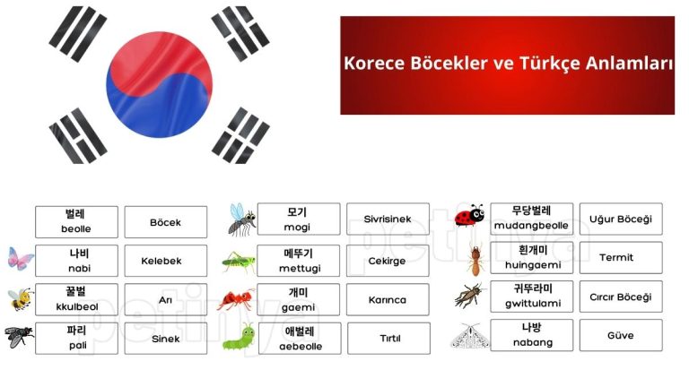 Korece Böcekler ve Türkçe Anlamları