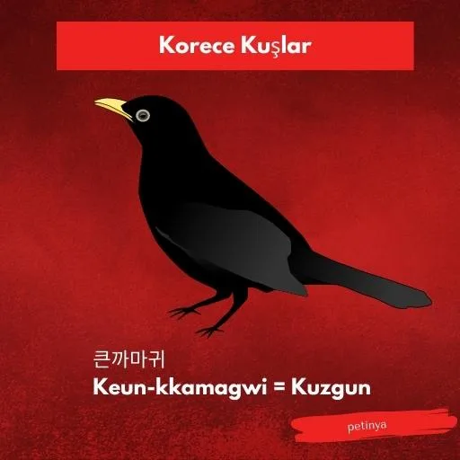 kuzgun