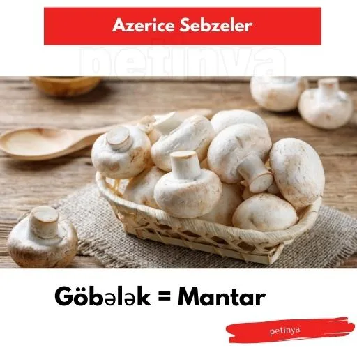 mantar
