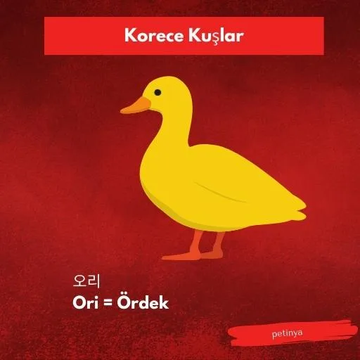 ordek