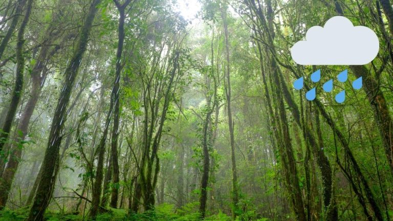 Orman Yağmur Çeker mi?