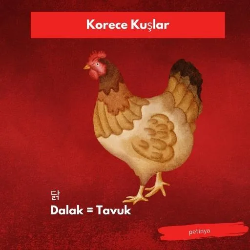 tavuk