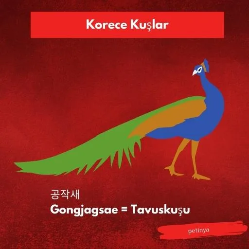 tavuskusu