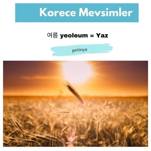 yaz