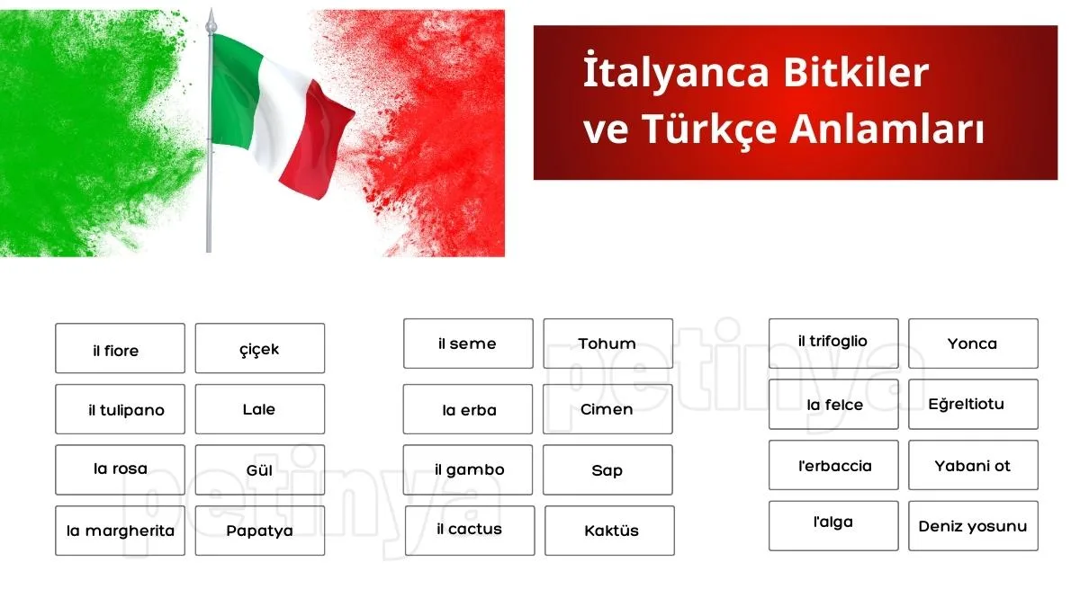 İtalyanca Bitkiler ve Türkçe Anlamları