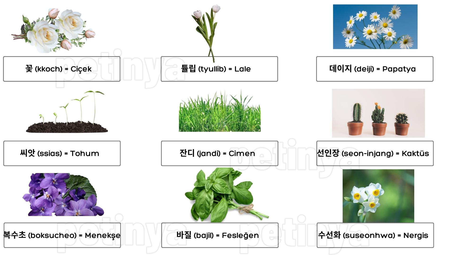 Korece Bitki İsimleri ve Türkçe Anlamları