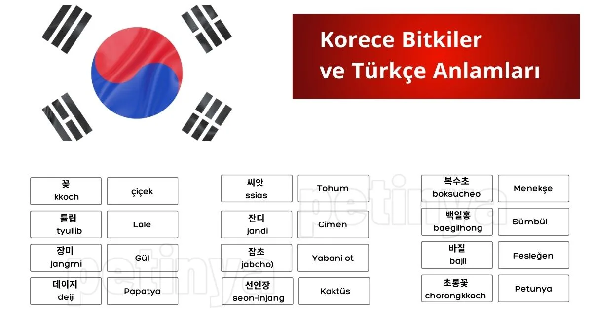 Korece Bitkiler ve Türkçe Anlamları