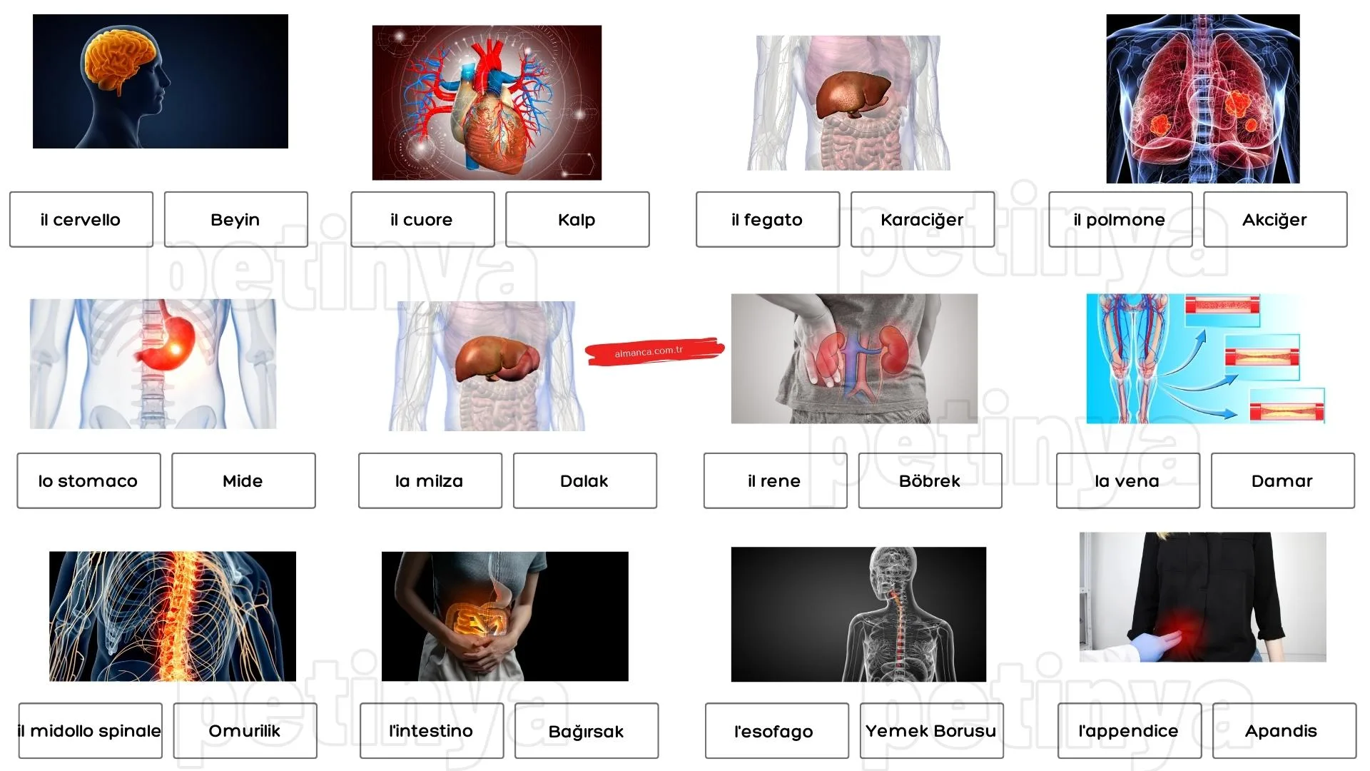 İtalyanca Organlar ve Türkçe Anlamları
