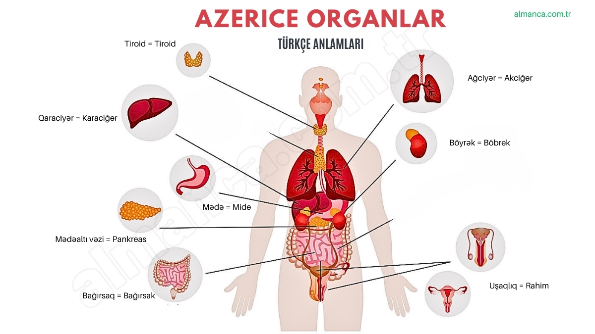 Azerice Organlar ve Türkçe Anlamları