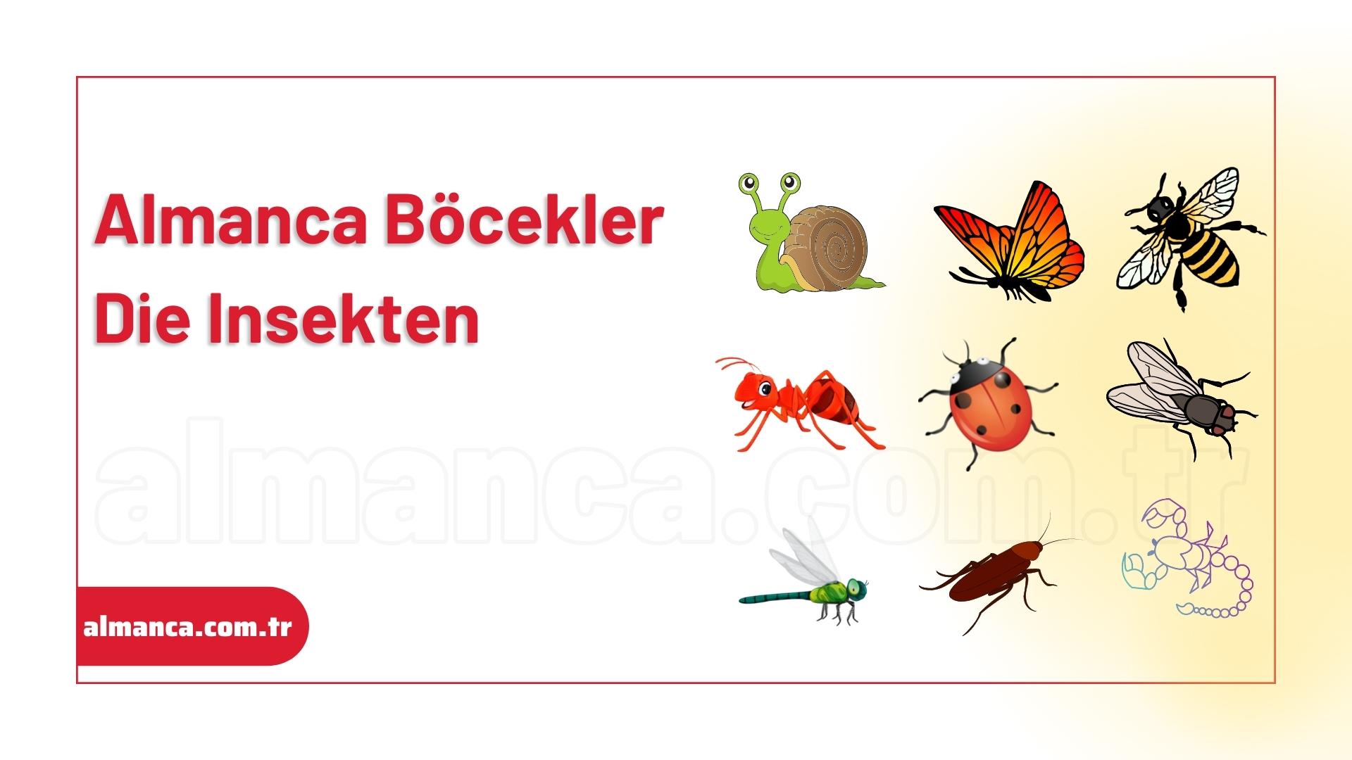 Almancada Böcekler - Die Insekten