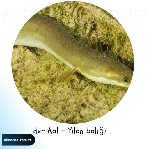 der Aal - Yılan Balığı