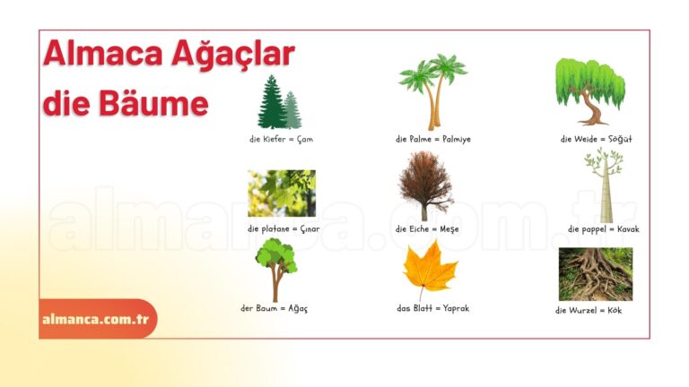 Almanca Ağaçlar - die Bäume