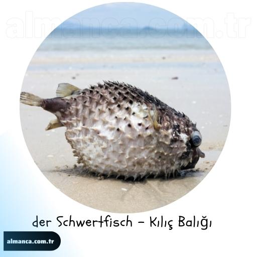 der Schwertfisch - Kılıç Balığı