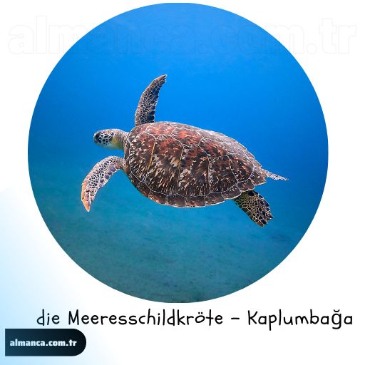 die Meeresschildkröte - Kaplumbağa