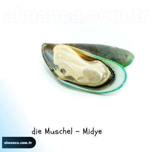 die Muschel - Midye