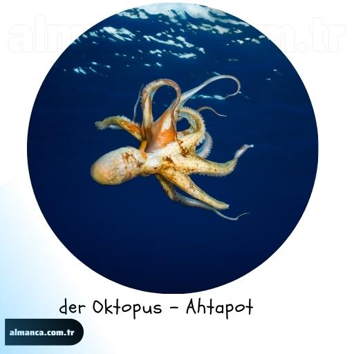 der Oktopus - Ahtapot