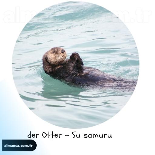 der Otter - Su samuru