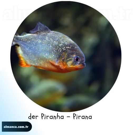 der Piranha - Pirana