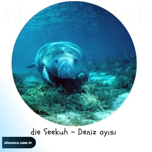 die Seekuh - Deniz ayısı