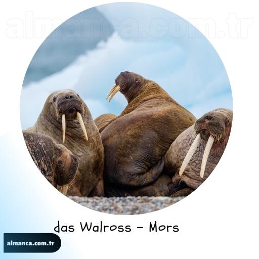 das Walross - Mors