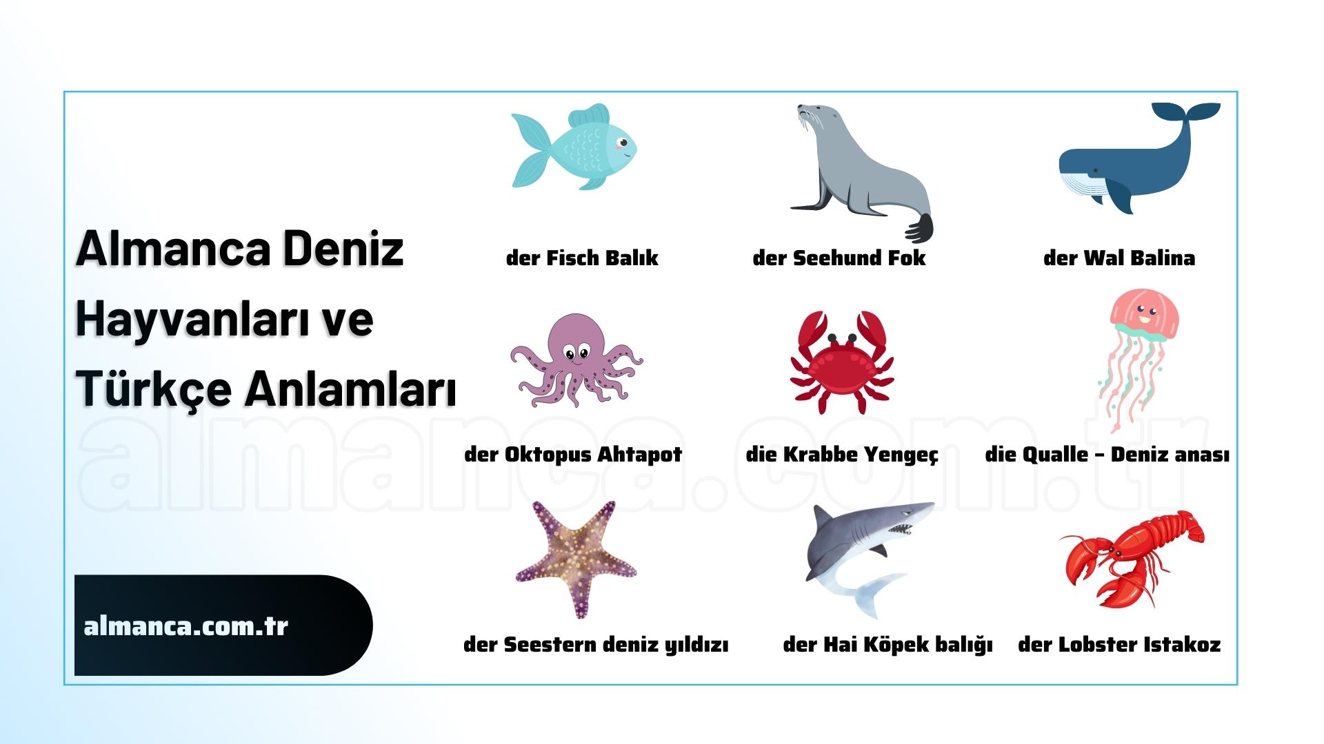 Almanca Deniz Hayvanları - die Meerestiere