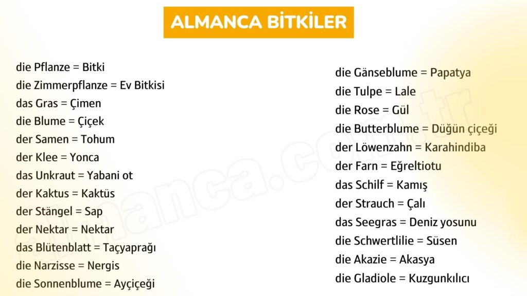 Almanca Bitkiler ve Türkçe Anlamları