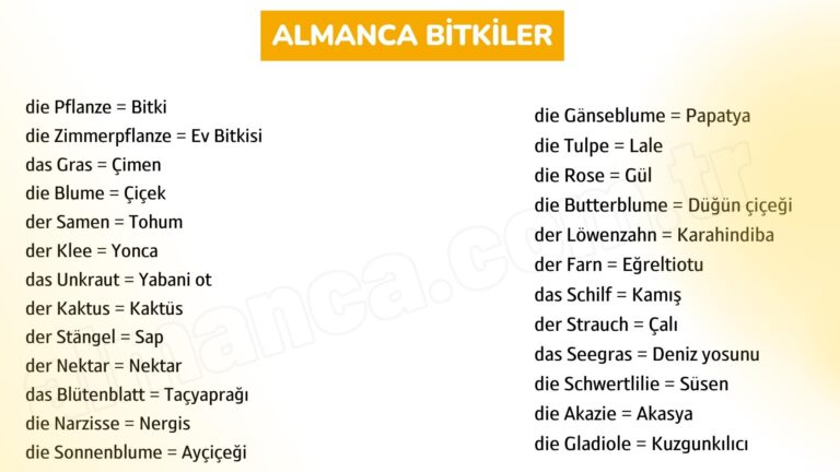 Almanca Bitkiler ve Türkçe Anlamları