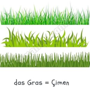 das Gras = Çimen