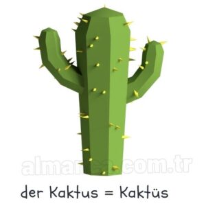 der Kaktus = Kaktüs