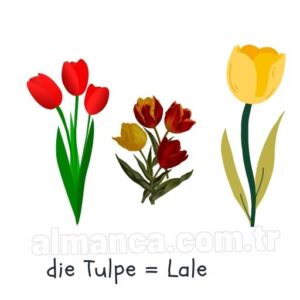die Tulpe = Lale